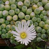 Fenestraria rhopalophylla PR   ÉPUISÉ - OUT of STOCK - AGOTADO